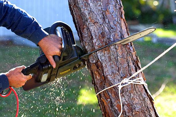 How Our Tree Care Process Works  in  Willow Park, TX