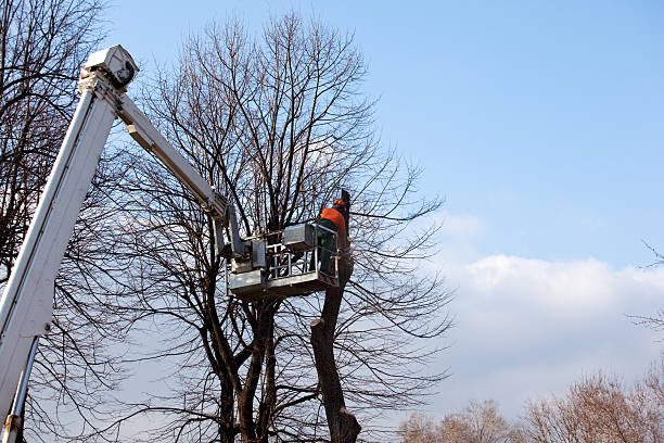 Reliable Willow Park, TX Tree Care Solutions